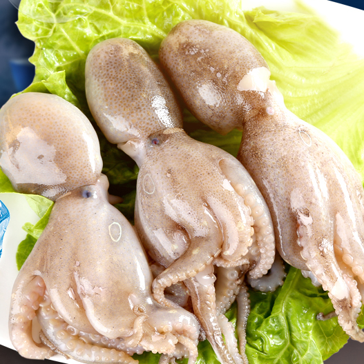 一折八爪鱼活体_东山岛野生活体章鱼小章鱼1000g活章鱼小乌贼鲜活活体