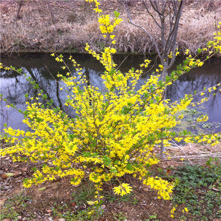 热销篱胧_地被植物连翘苗别名黄老虎易成活篱笆防护当年开花庭院护篱