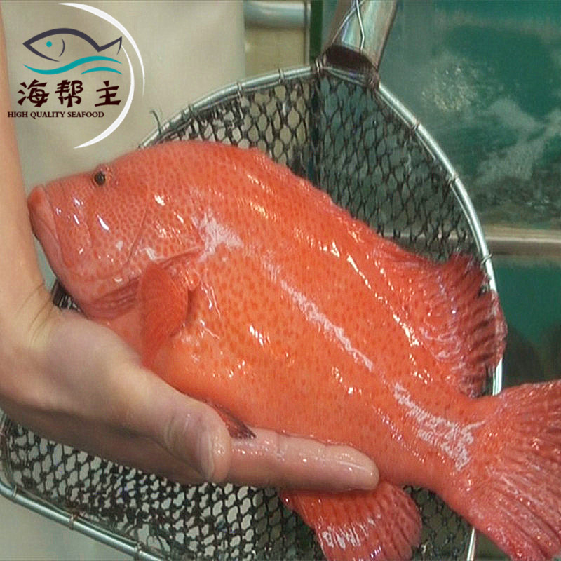 海帮主海鲜 鲜活海鲜 红瓜子斑 红过鱼 石斑鱼 深海斑鱼 生猛鱼类