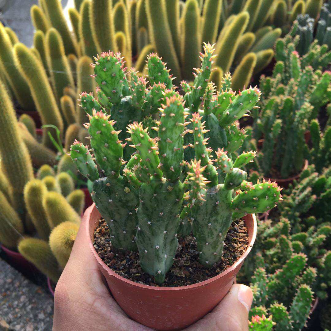 特价团扇仙人掌_彩扇多肉植物盆栽仙人掌锦胭脂掌单刺团扇肉肉花卉群