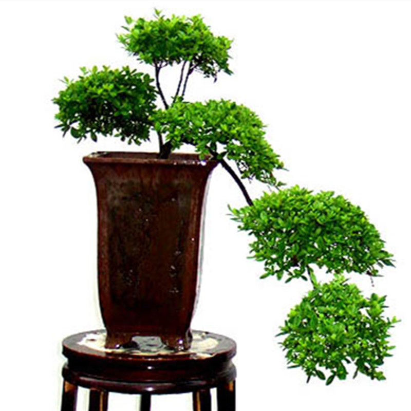 米兰花盆栽四季开花不断净化空气芳香植物独杆大米兰绿植花卉盆栽