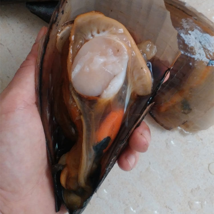 湛江海鲜鲜活海捕大带子鲜贝绿贝大号10只装烧烤酒席宴会海鲜