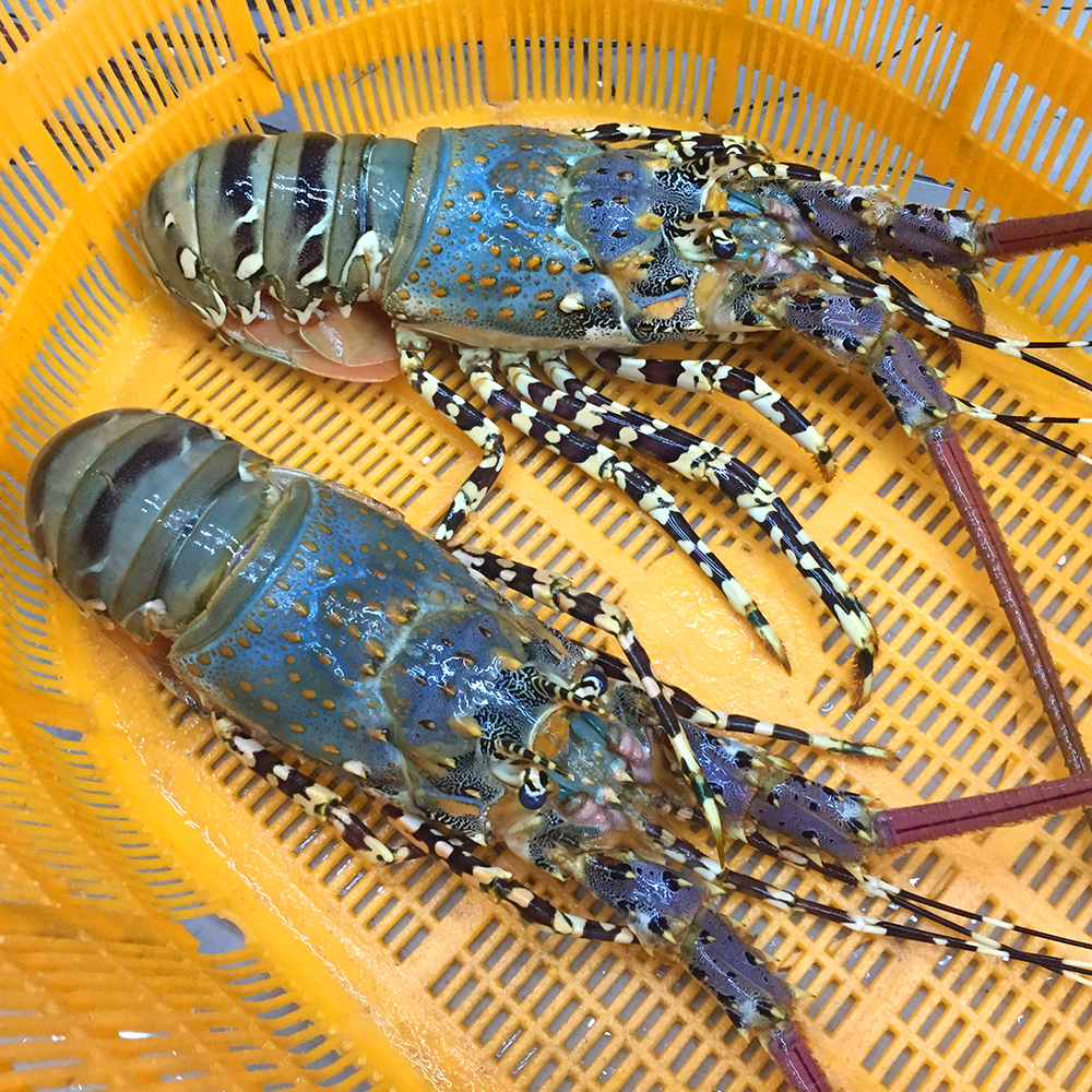 优惠券后135元,【冰鲜冷冻】进口花龙虾 青龙虾 小