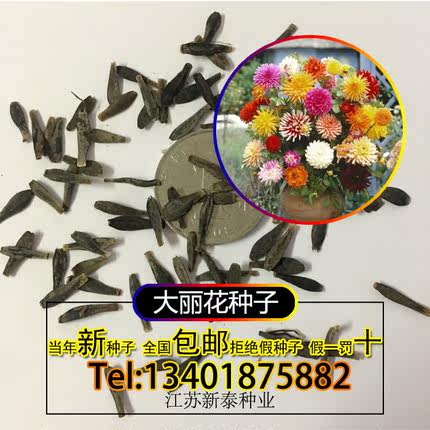 花仙子种子 迷你小丽花种子 大丽花东洋菊天竺牡丹西蕃莲地瓜花_7折