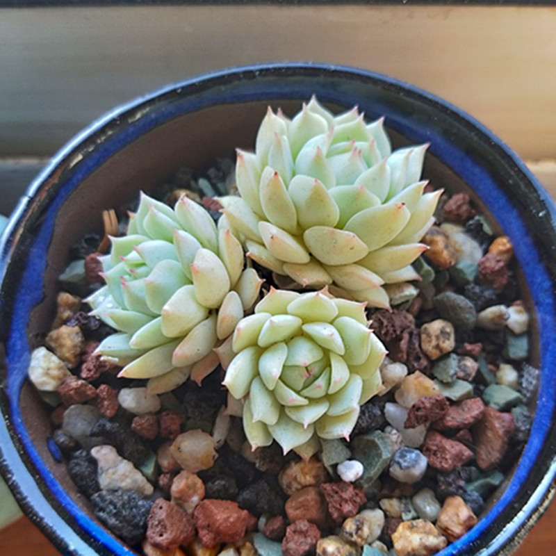 布朗返璞_静夜 双头群生多肉植物 布朗先生的古董店新手盆栽控型优惠
