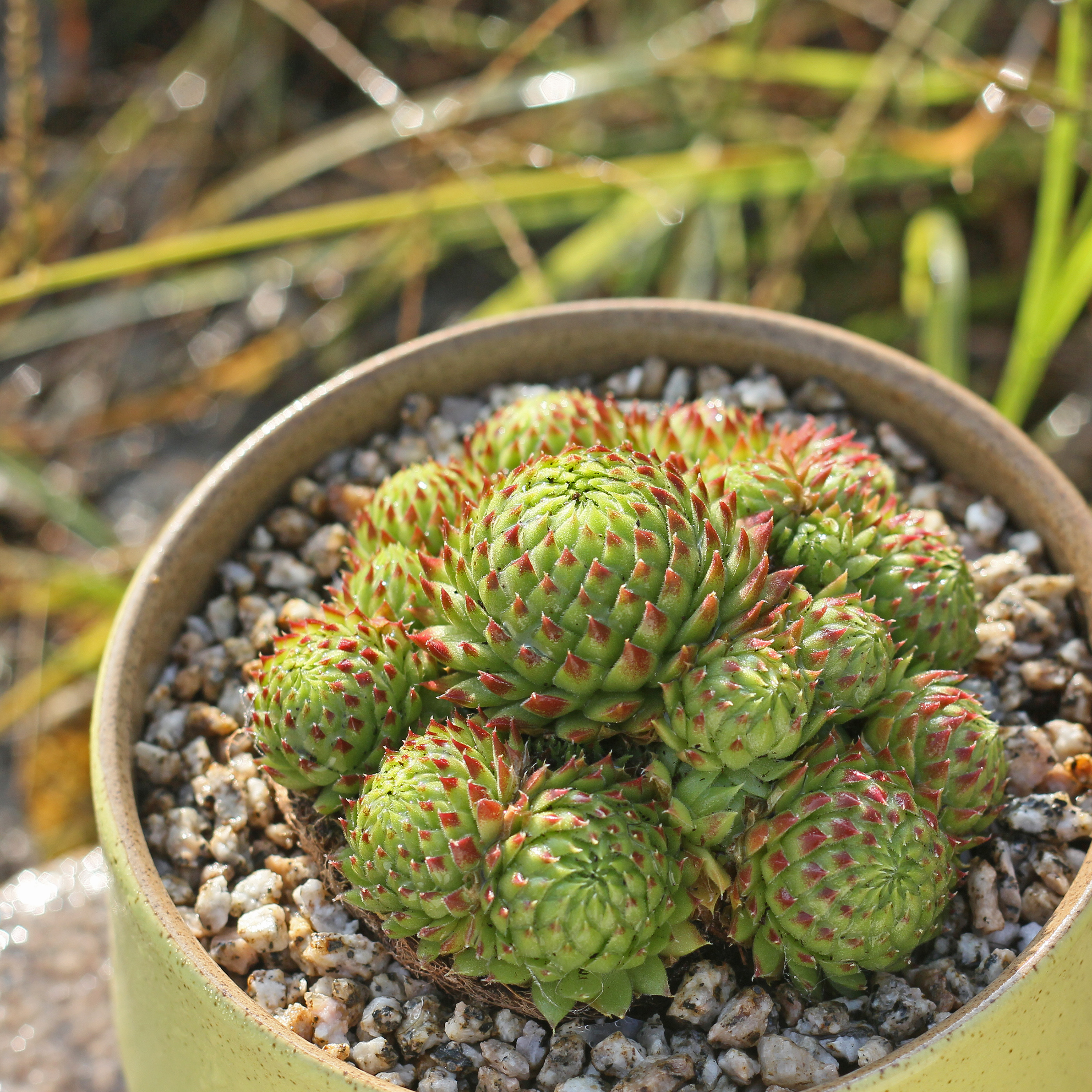 特价欧洲原装进口食品_欧洲进口长生草 复活节彩蛋 耐寒多肉植物 草堂
