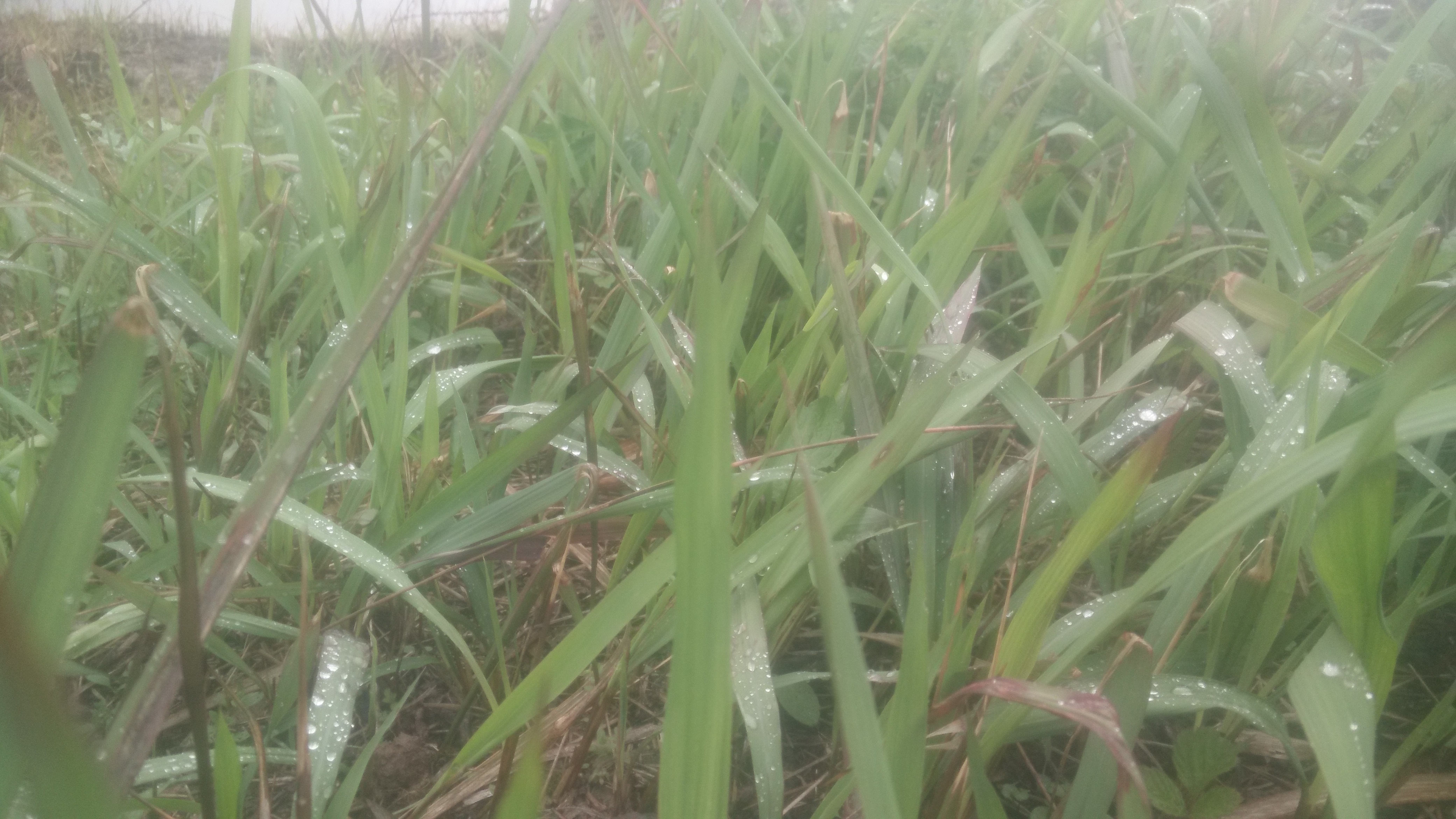 2018三月新鲜茅针嫩茅草苗根谷荻毛针尖儿时最开心的回忆300g