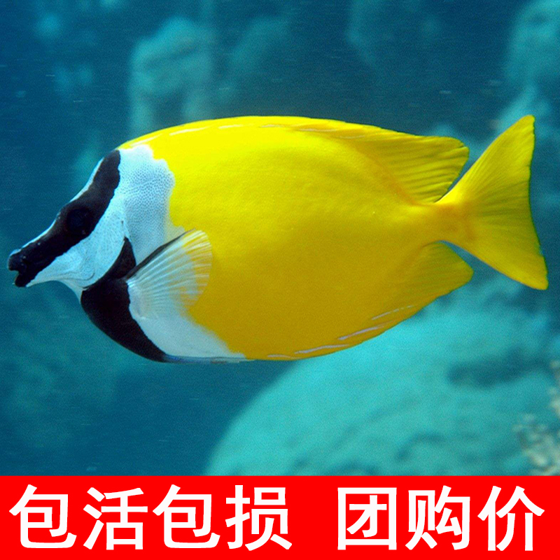 小丑鱼_黄狐狸 热带观赏鱼 臭都鱼 海水鱼小丑鱼吃藻食藻吊类包活包损