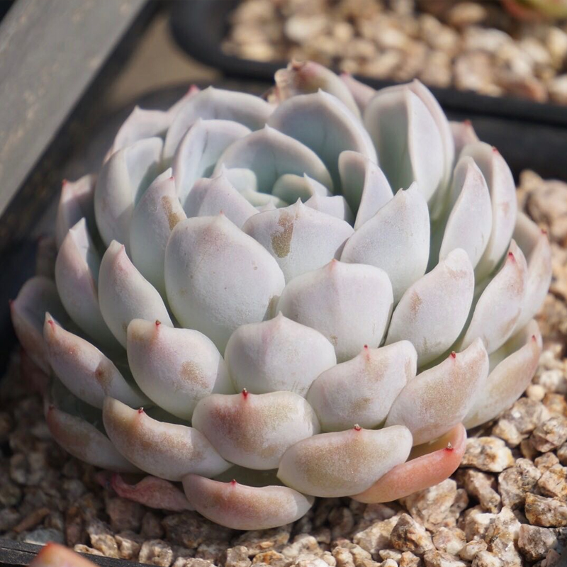 翌多肉墨西哥暗纹雪球大群生精品多肉一物一拍