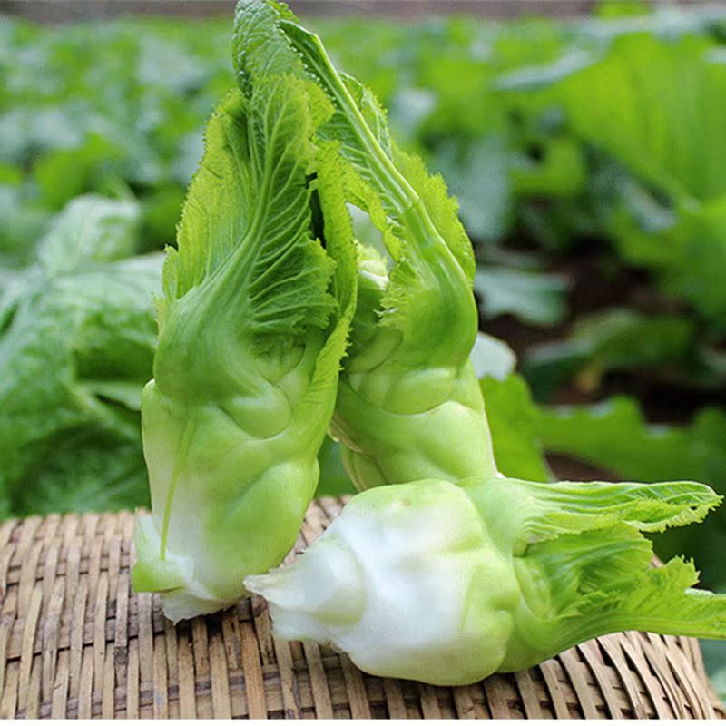 芥菜新鲜农家自种包心芥泡菜酸菜大叶青菜大头菜芥菜疙瘩5斤包邮