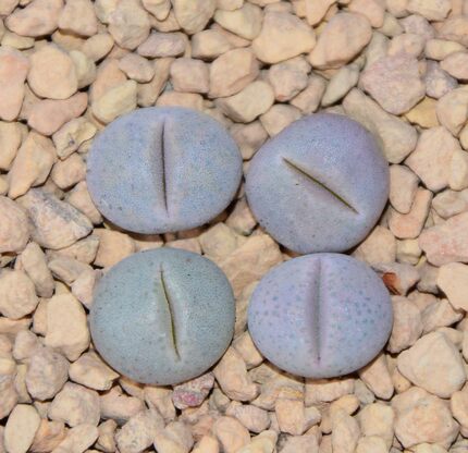 展示与对比:生石花 魔玉 一年小苗 魔玉属 番杏科