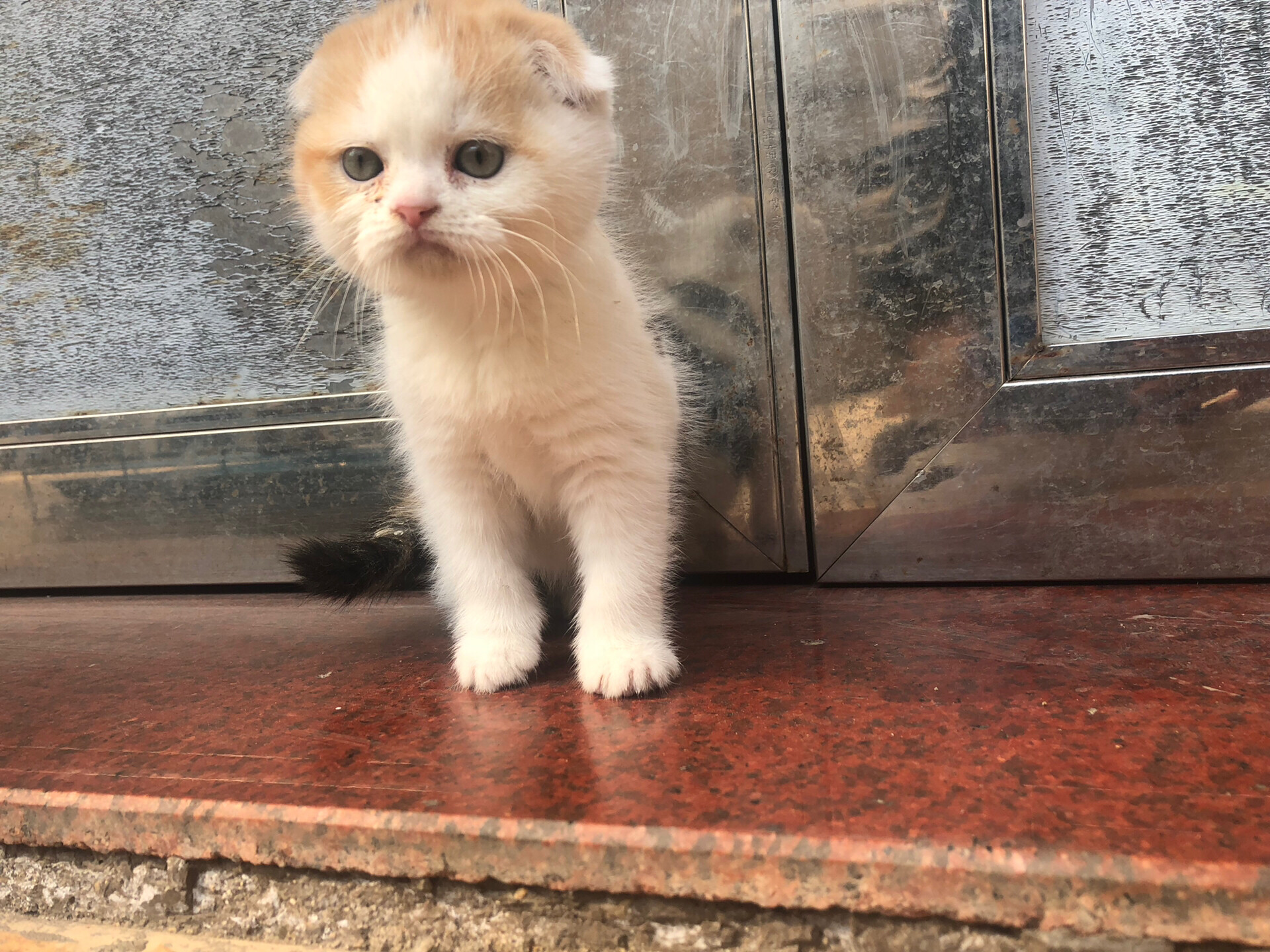 特价三花英短_折耳英短三花优惠券