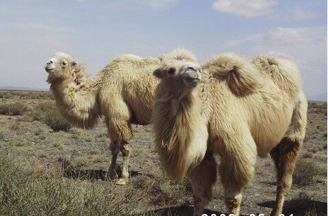 珍奇白驼绒 白驼毛绒纯天然骆驼绒被子被芯填充 精选正宗白驼绒