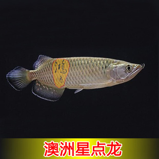 鸿运渔场 澳洲星点金龙星点龙鱼龙鱼观赏鱼风水鱼活体鱼包活