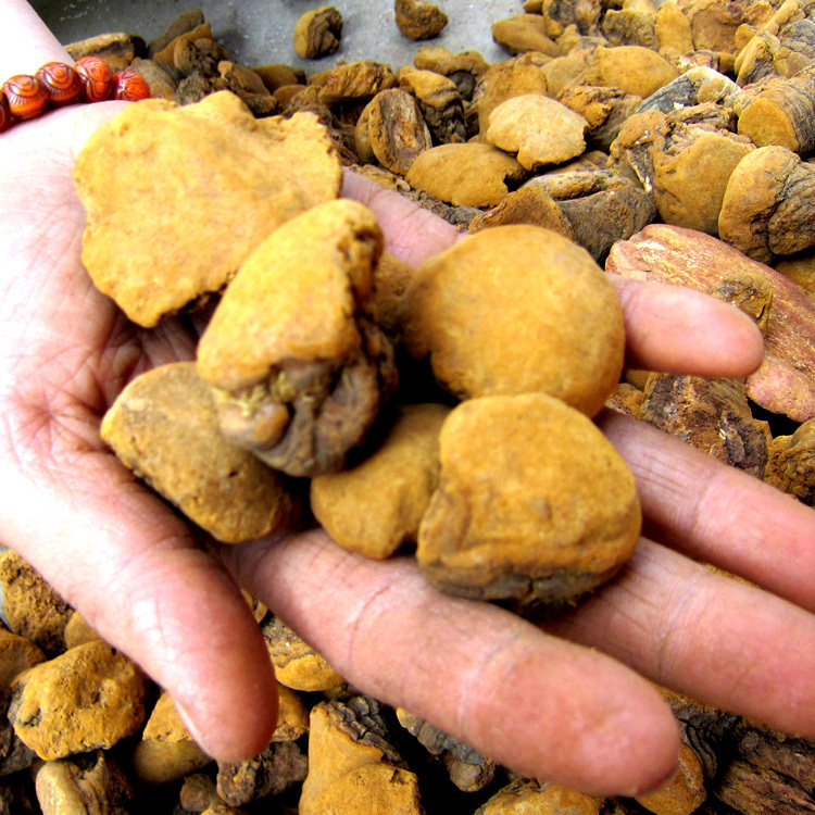 一折黄金糯米蛋包邮 纯手工_云南古桑树桑黄 桑黄片 桑黄粉 养生新