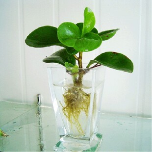 盆栽 水培花卉 豆瓣绿苗 青叶碧玉 水培植物 四季常青 盆栽室内花卉