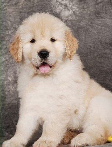 一折金毛狗 家养