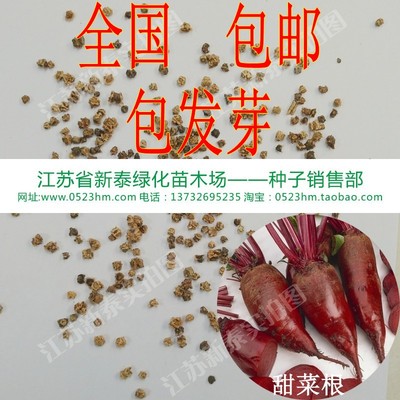 散装甜菜根种子  田菜根 甜菜种子 红菜头 紫红甜菜头种子包邮