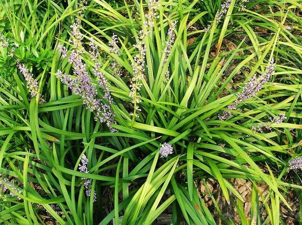 苗圃 花卉植物_苗圃直销地被植物 兰花三七 水生植物 宿根花卉 量大