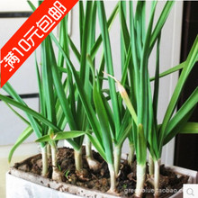 【洋大蒜】_洋大蒜图片