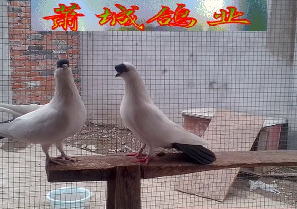 鸽子多少钱_正宗扬州点子,点子,观赏鸽,高飞点子,高飞鸽子,北京点子萧
