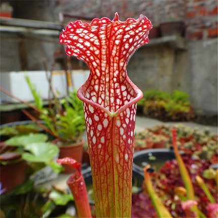 食虫植物巨夹捕蝇草猪笼草盆栽驱蚊子捕苍蝇香草小虫食虫草花绿植_不