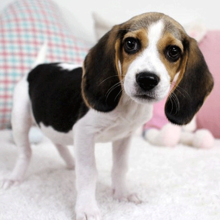 青岛出售纯种柯基幼犬威尔士短腿双色三色柯基犬小型活体宠物狗狗_7折