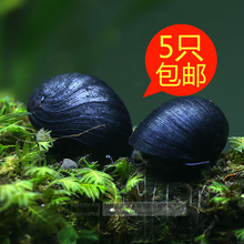 【黑金刚螺】最新最全黑金刚螺搭配优惠_一淘网