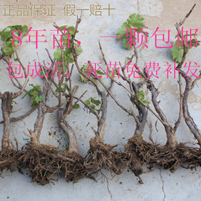 果树苗 南方种植地栽