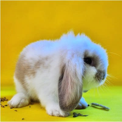 宠物店铺宠物 荷兰兔子 花色垂耳小宠 纯种兔宝宝 活体出售 ￥168.