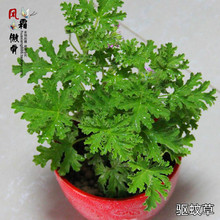 【驱虫草盆栽】最新最全驱虫草盆栽搭配优惠