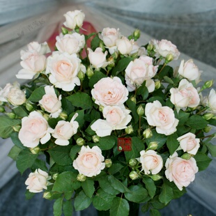 235莉莉安娜 青莲居欧洲月季2加仑扦插1.5年苗灌木强香多季盆栽