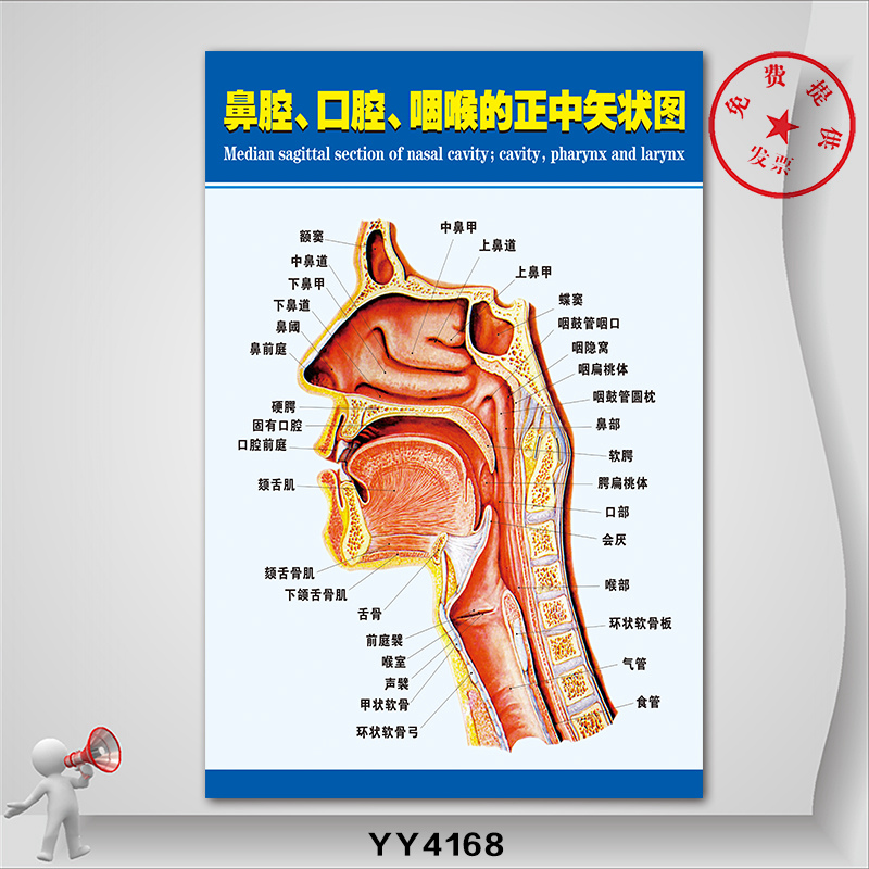 鼻腔正面侧面解剖示意图 医院科室人体结构解剖挂图 耳鼻喉宣传画