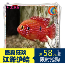 【红宝石热带鱼】_红宝石热带鱼图片