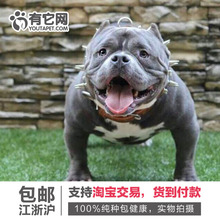 【美国恶霸犬】_美国恶霸犬图片