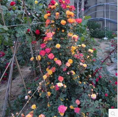 户外四季开花爬藤别墅花墙滕彩虹大苗带花苞发货藤本月季攀援花卉