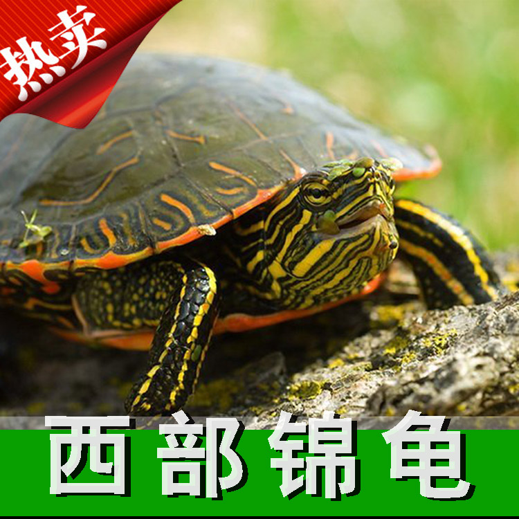 美洲西部锦龟苗活体西锦龟东锦龟火焰龟西部锦龟3厘米全品