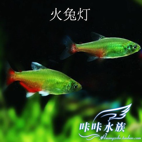 火兔灯鱼群游_qq农场火兔灯鱼解锁_火兔灯鱼群游