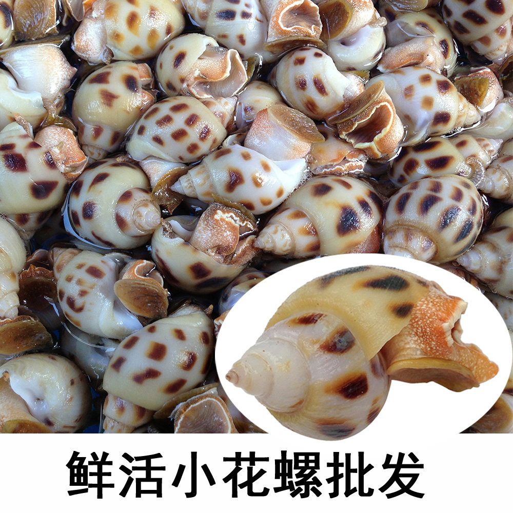 同城送货鲜活花螺 香螺 东风螺 海猪螺