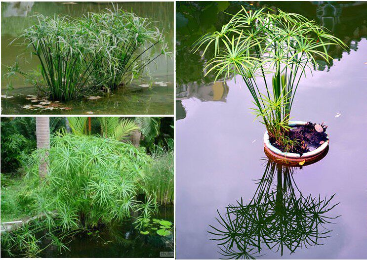 植物 室内_水竹盆栽 室内阳台盆栽 水生植物 水培绿植 旱伞草水竹