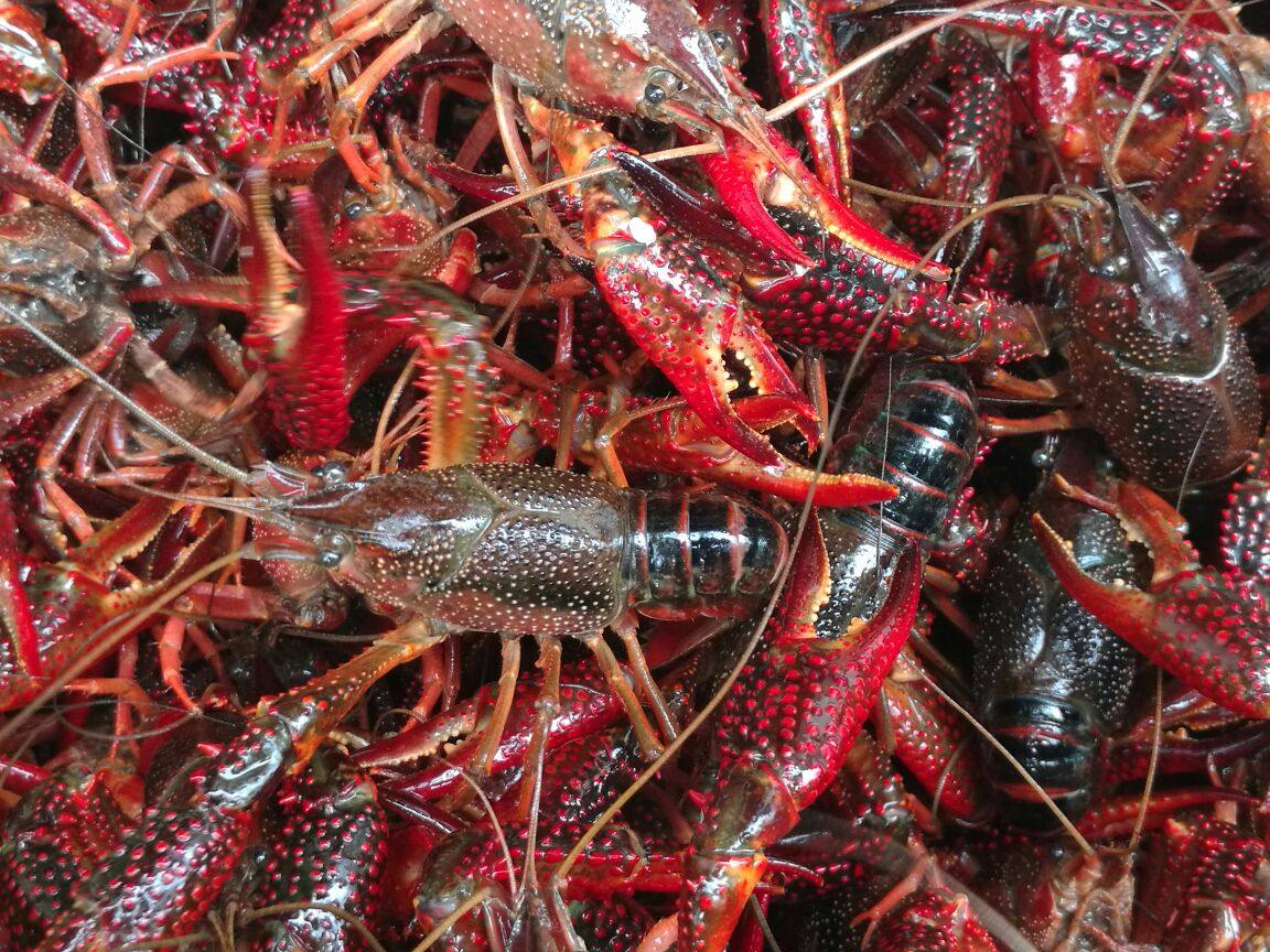 小龙虾活体 盱眙