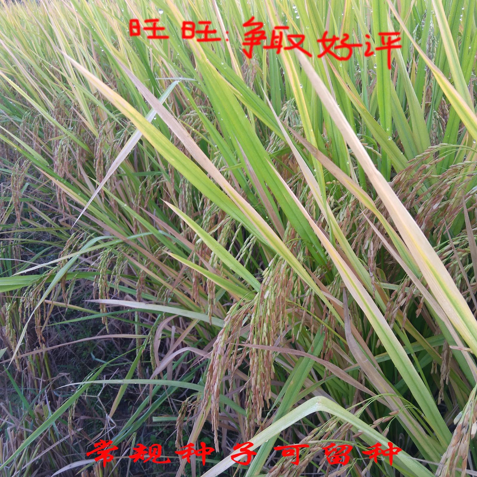 超优千号1000水稻谷种子超级杂交稻亩产吨粮袁隆平国标二级优质米