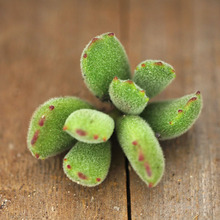 【猫爪多肉】最新最全猫爪多肉搭配优惠