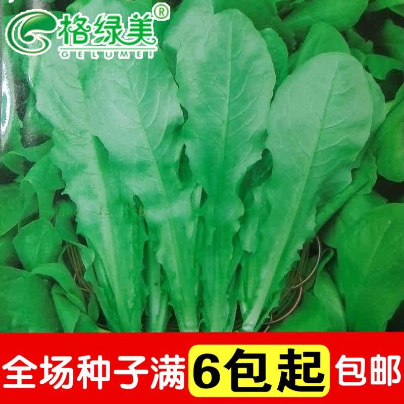植物种子四季易种 蔬菜_冬季圆叶乌香菜 阳台盆栽蔬菜种子家庭田园