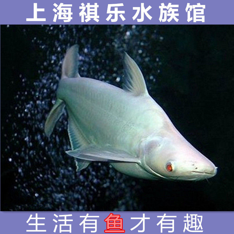 鲨鱼活体 观赏鱼_水族白化大白鲨淡水鱼热带鱼大型鱼鲨鱼宠物鱼凶猛鱼
