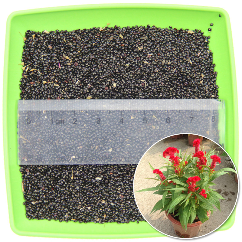 小葱种籽红根小香葱种子阳台种菜秋冬季种头四季种孑蔬菜种籽