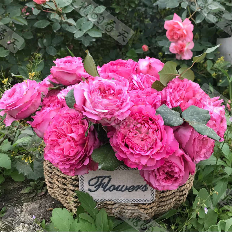 【屋檐的春天】欧月仙王座月季花苗 大花浓香耐晒月季盆栽