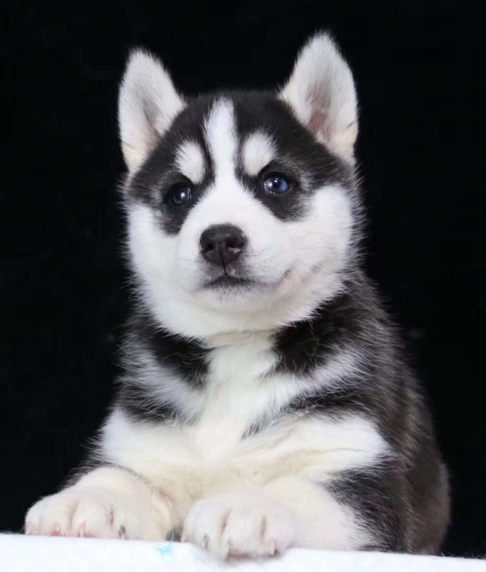 哈士奇幼犬 纯种 二哈