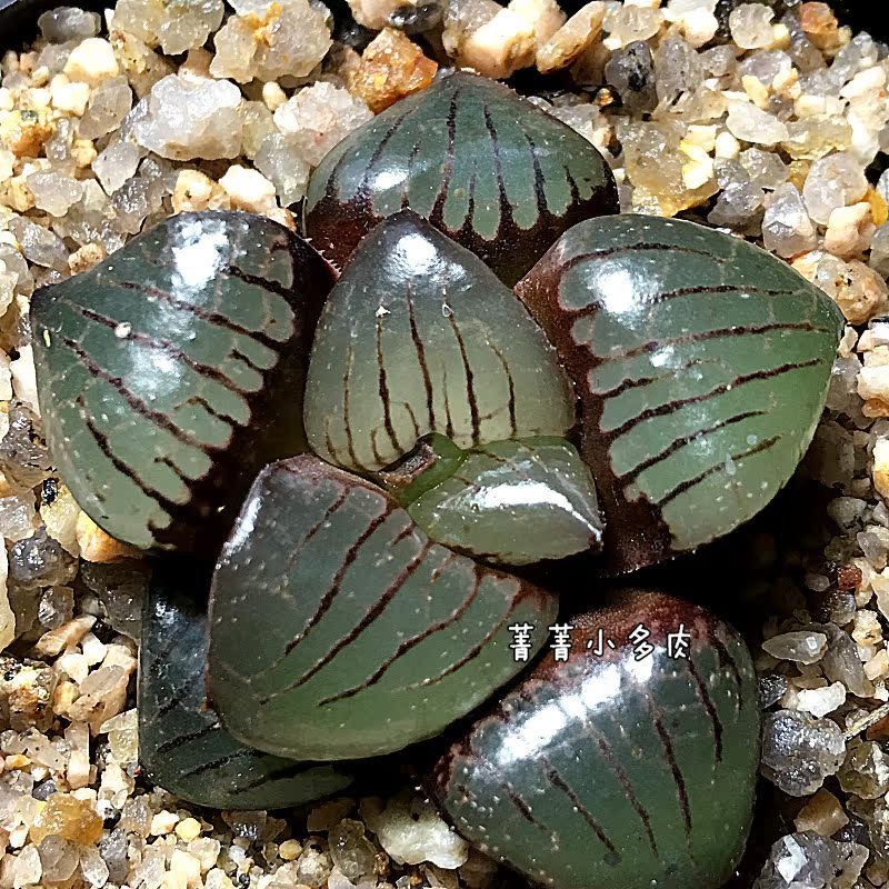 日月潭 日月潭寿 12卷 寿 十二卷珍稀品种  保