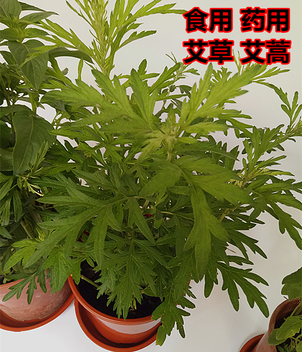 特价艾蒿_艾草香艾艾蒿盆栽阳台庭院菜园喜阳食用药用绿植做菜煮汤